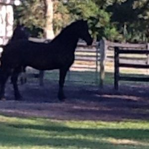 Meet your Posher, Silvia   marchini